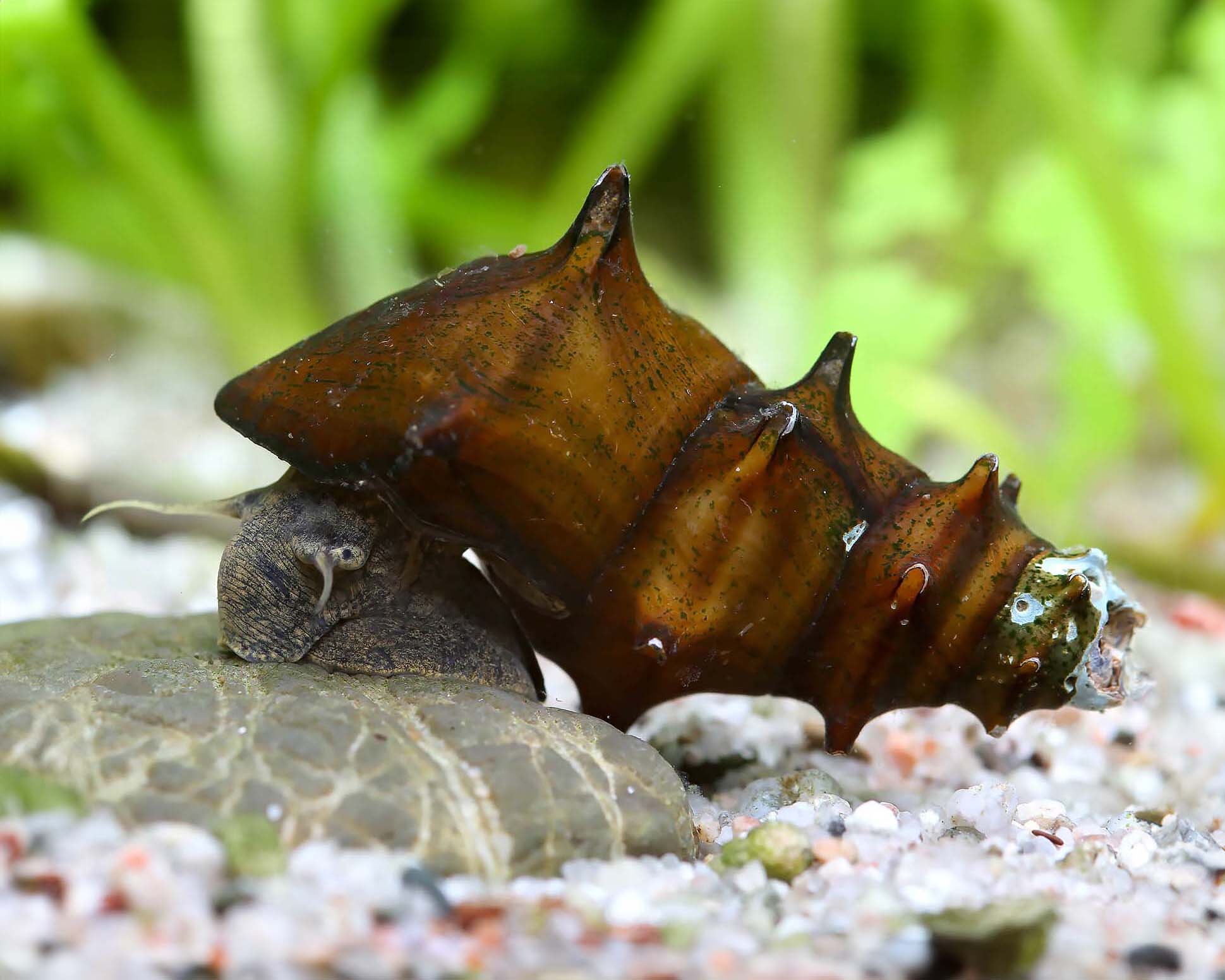 Brotia armata (Hedgehog Snail)